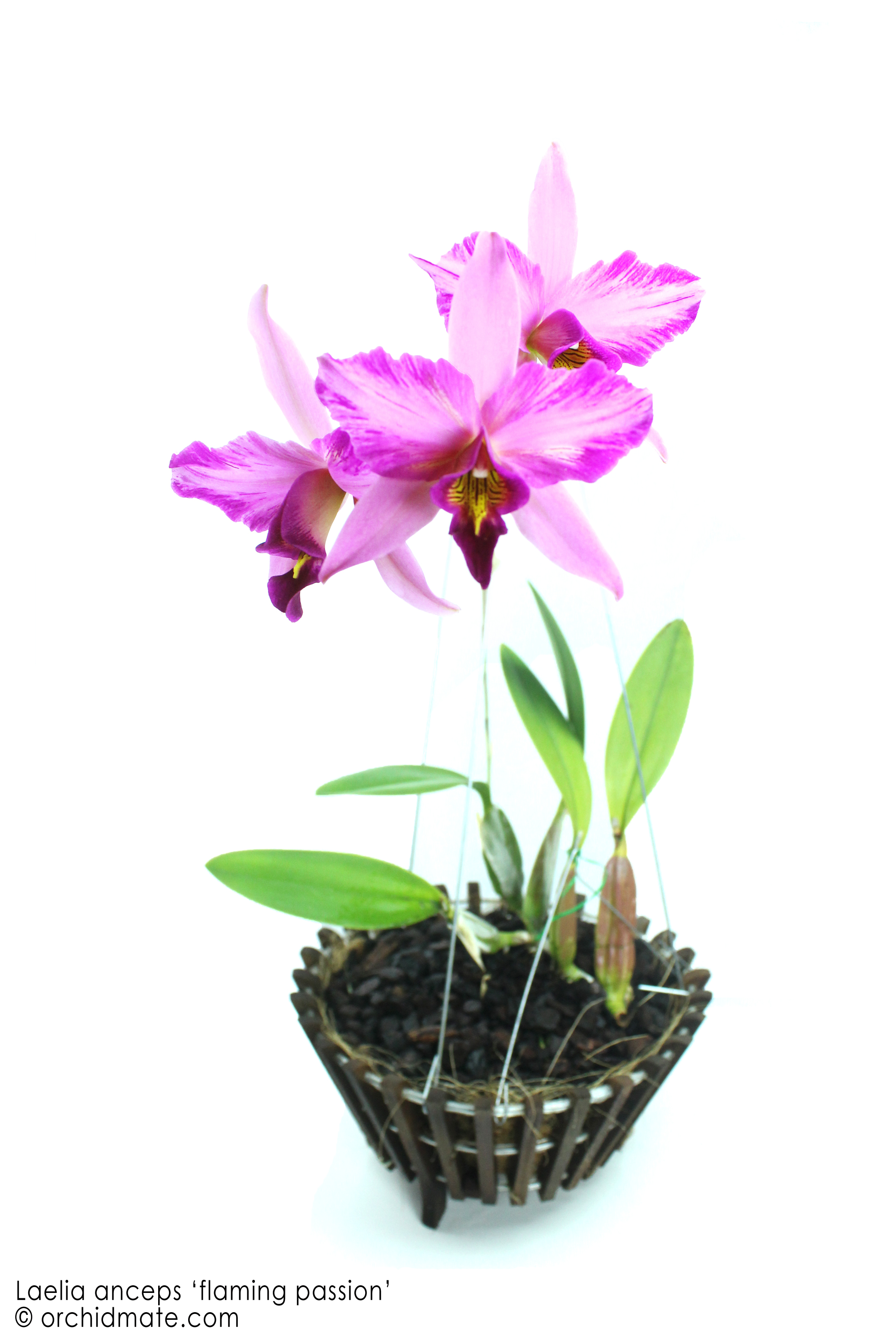 Orchidmate™ orchid supplies Wood baskets Orchidmate Orchid Supplies