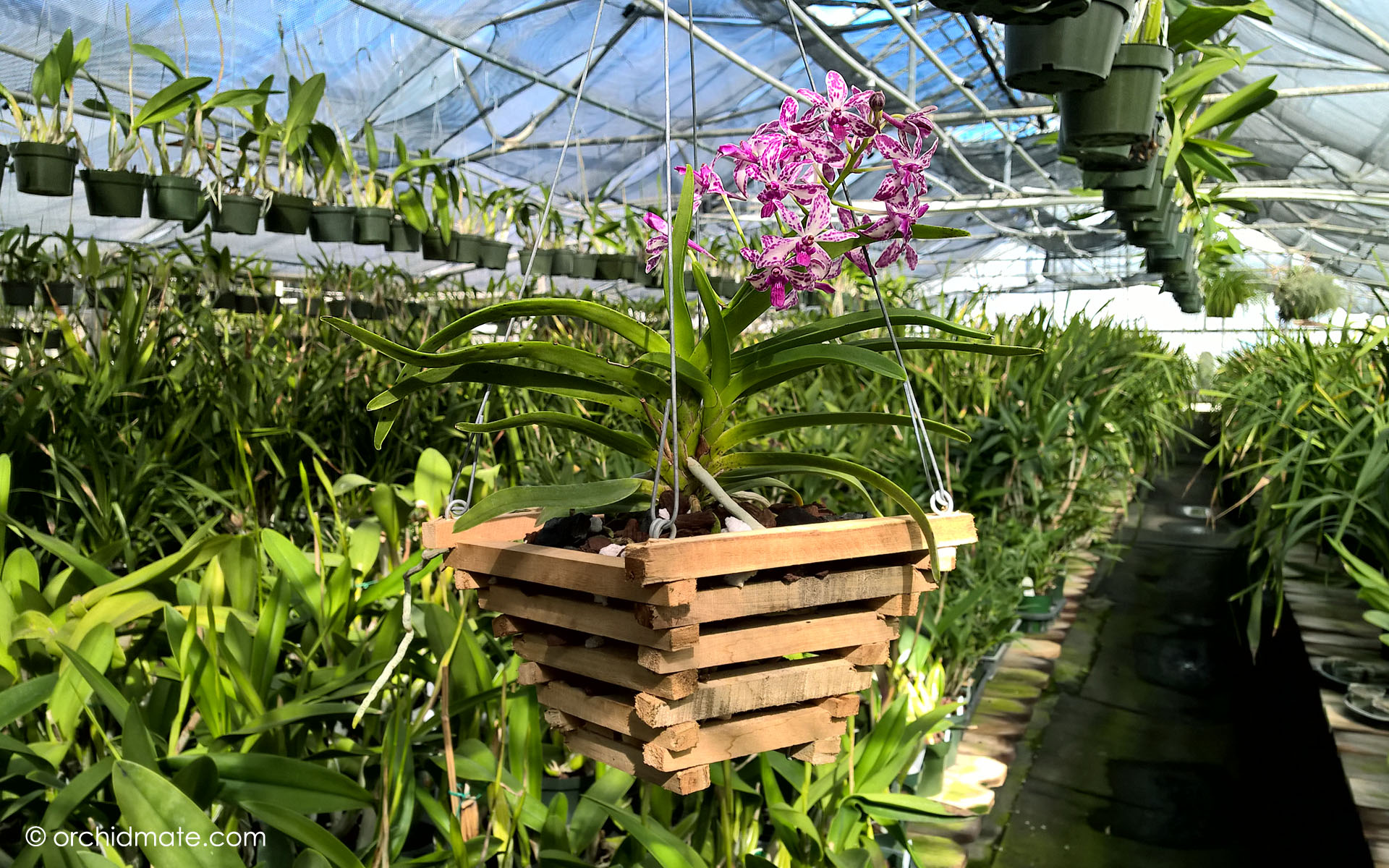 Orchidmate™ orchid supplies Wood baskets Orchidmate Orchid Supplies