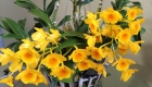 Wood orchid baskets for Vanda, Cattleya, Laelia, Dendrobium, and ...