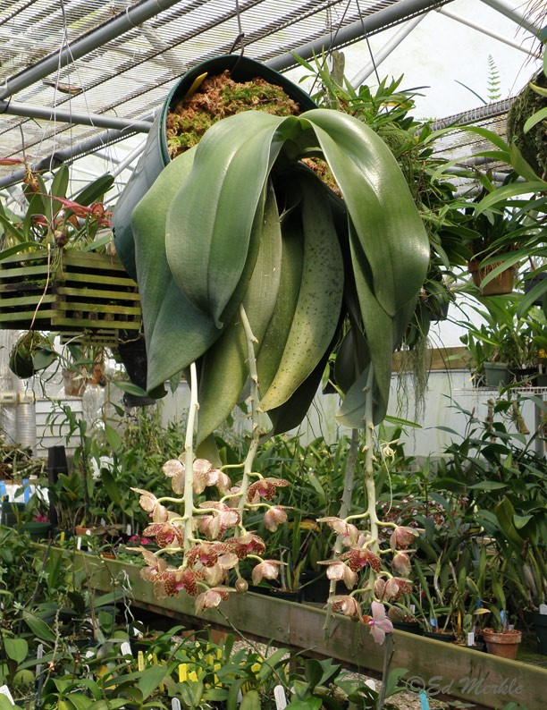 Phalaenopsis gigantea, substrat humide? Phal_gigantea2011b