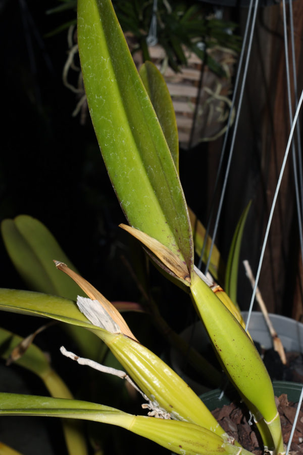 Cattleya sheaths turn yellow Orchidmate Orchid Supplies