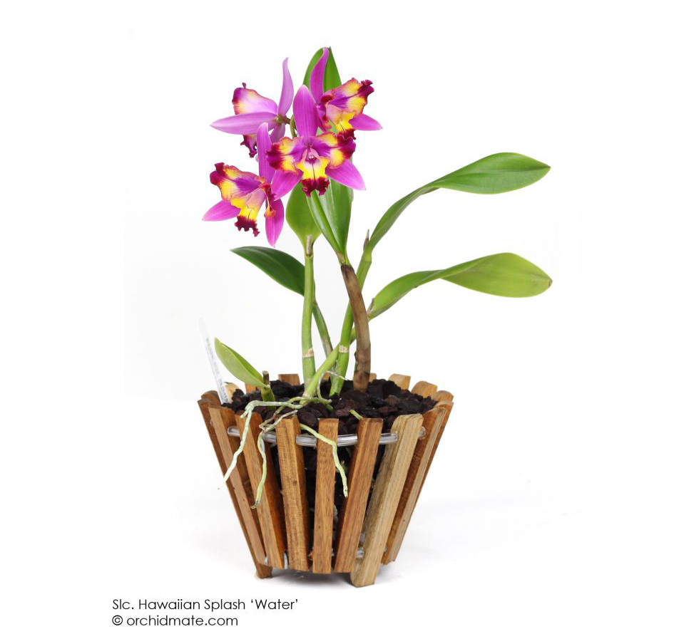 Wood baskets Orchidmate Orchid Supplies