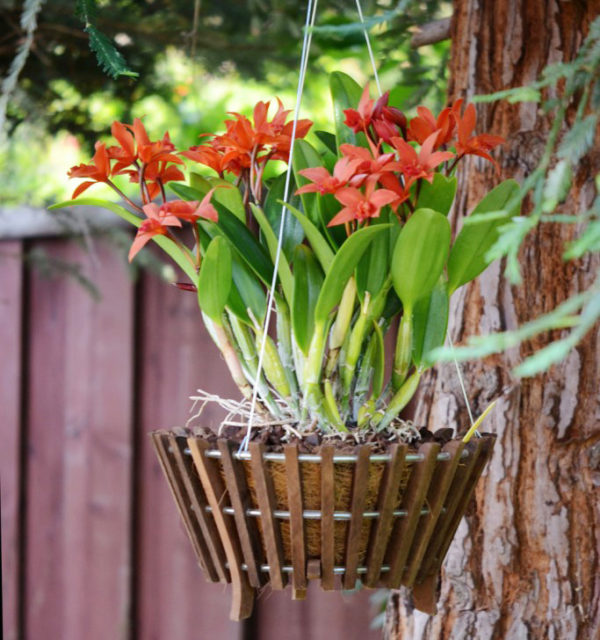 Orchidmate Orchid Supplies