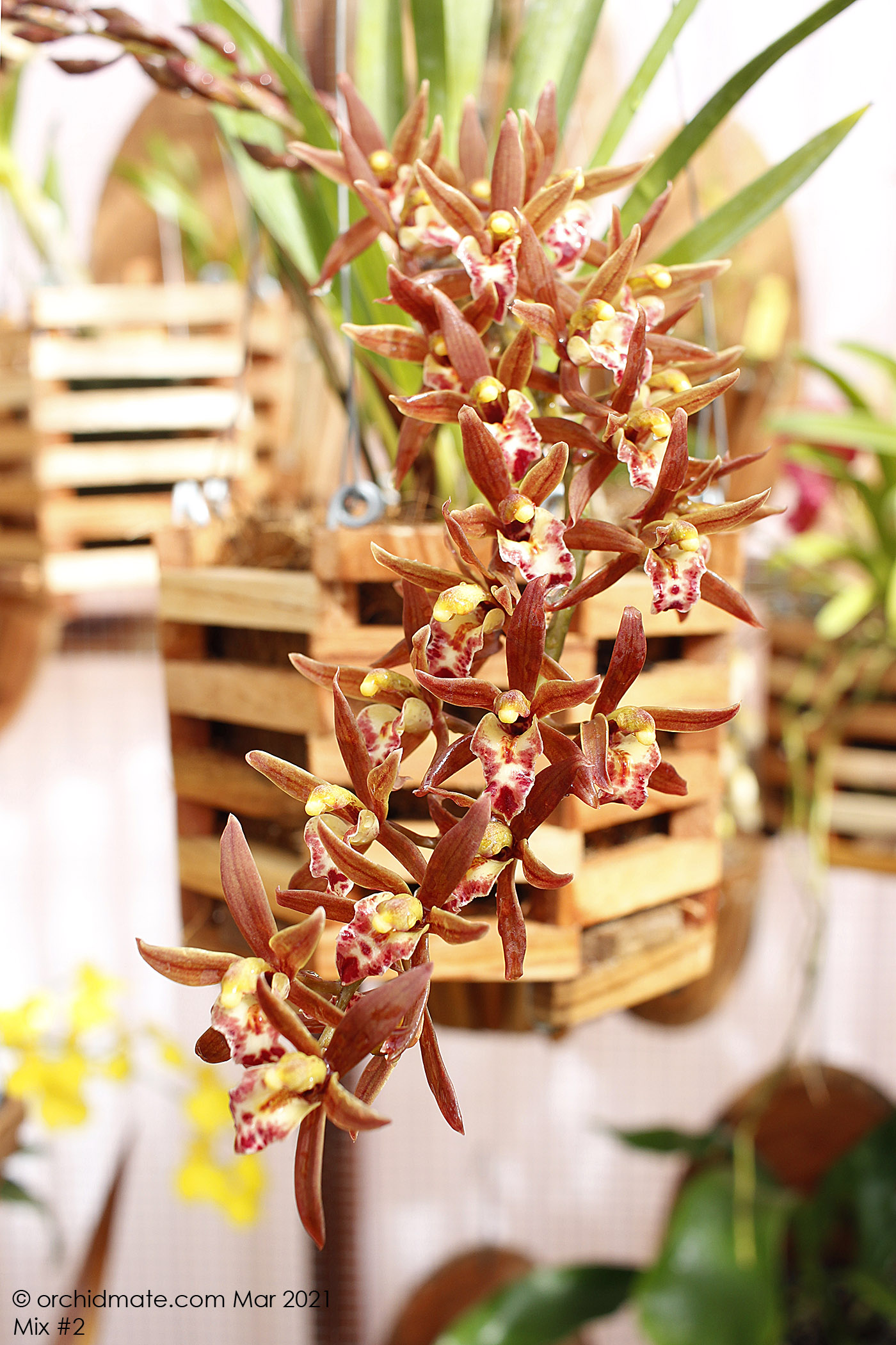 Orchid Mix Orchidmate Orchid Supplies