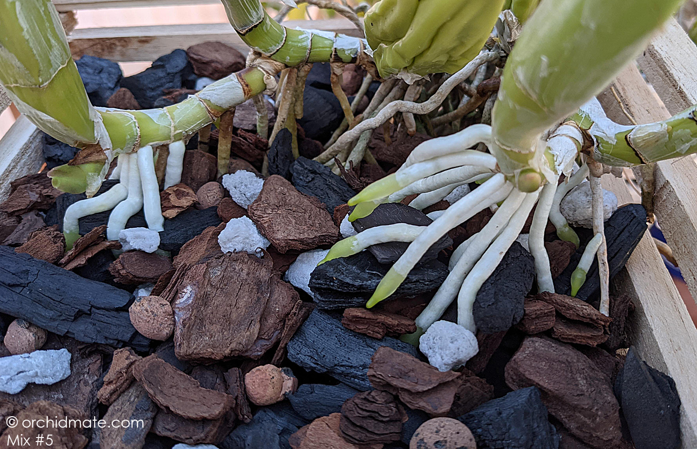 Orchid roots love clean orchid mix