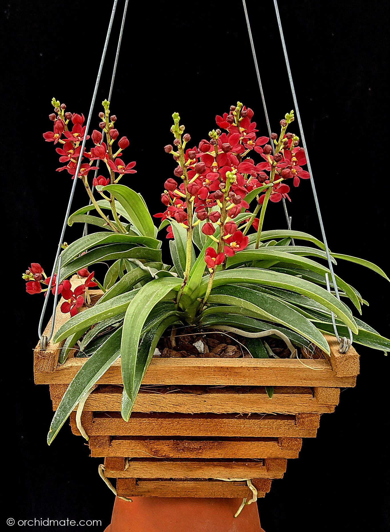 premium potting mix for orchids