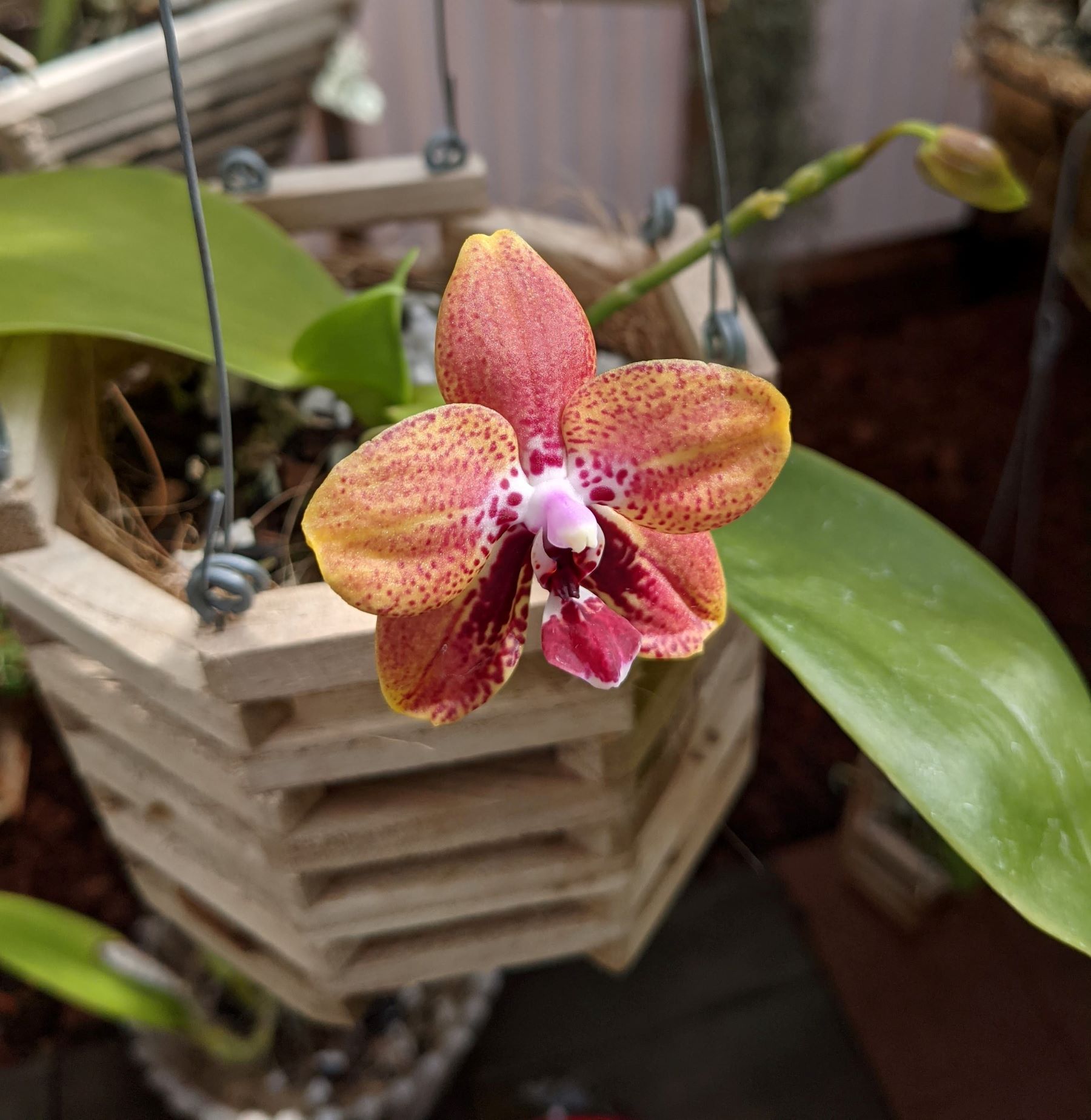 Orchid mix, orchid bark, sphagnum moss, and other potting media