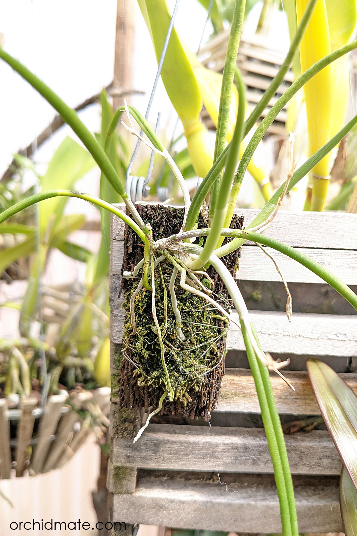 Shop Orchidmate Orchid Supplies