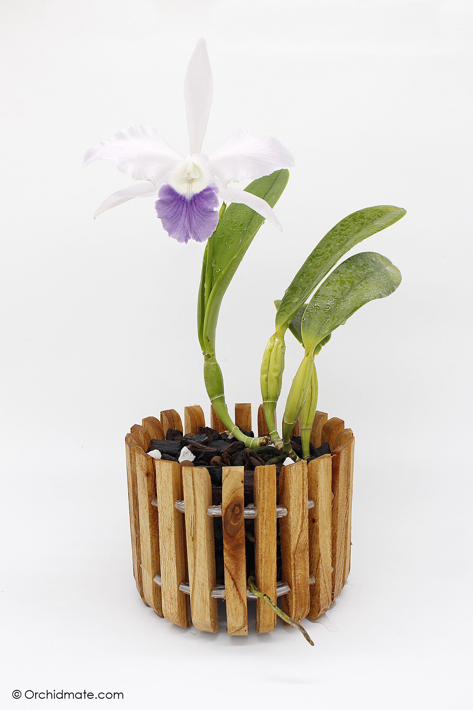 Round 8" Wood orchid basket Hanging wooden plant baskets 