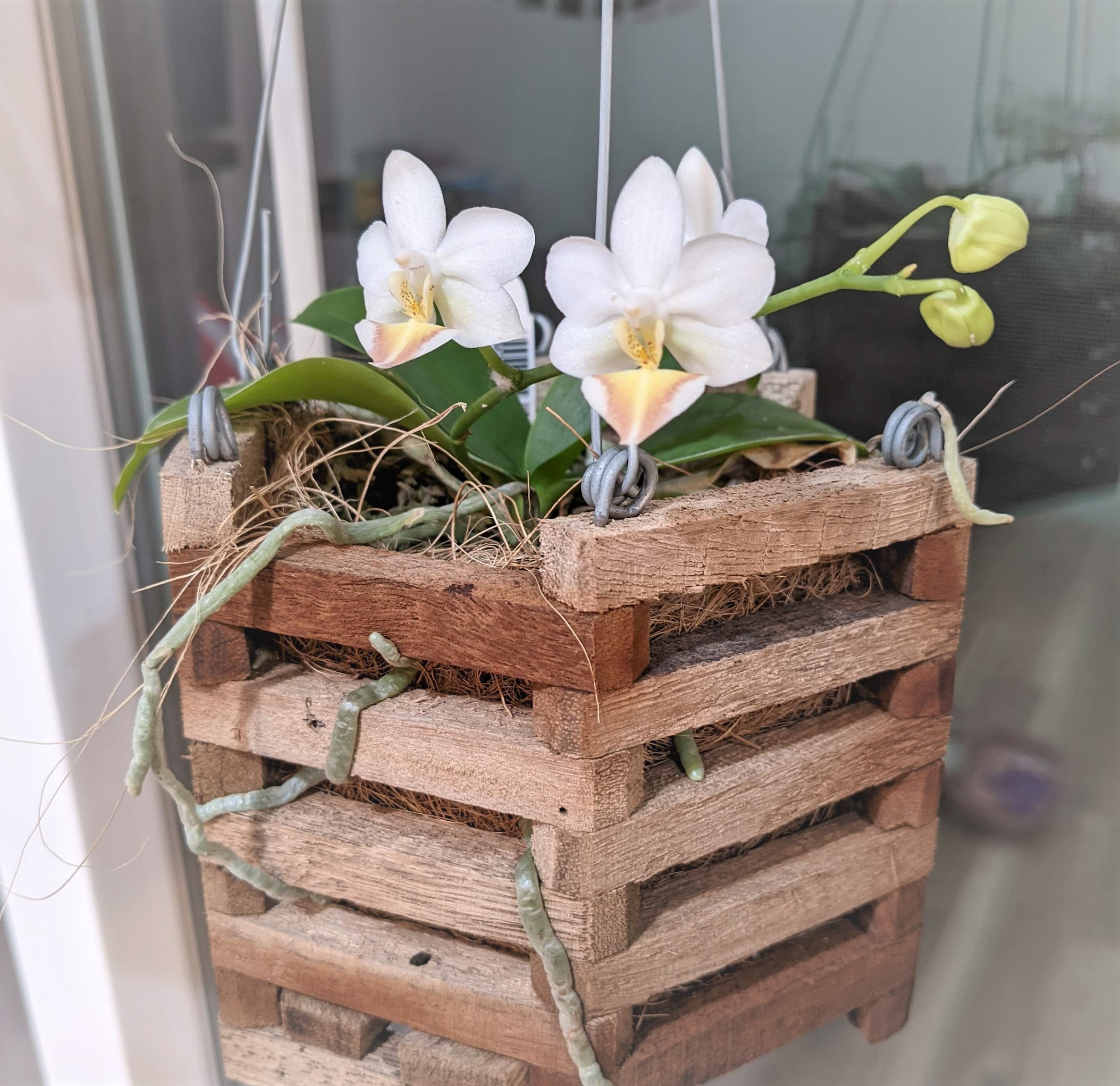 Orchideen Holzkorb-Set ⎜Orchid wooden basket set 3 Größen three sizes 